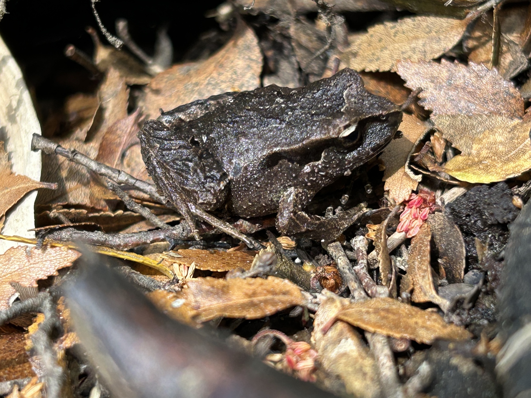 Eupsophus calcaratus (Günther, 1881)