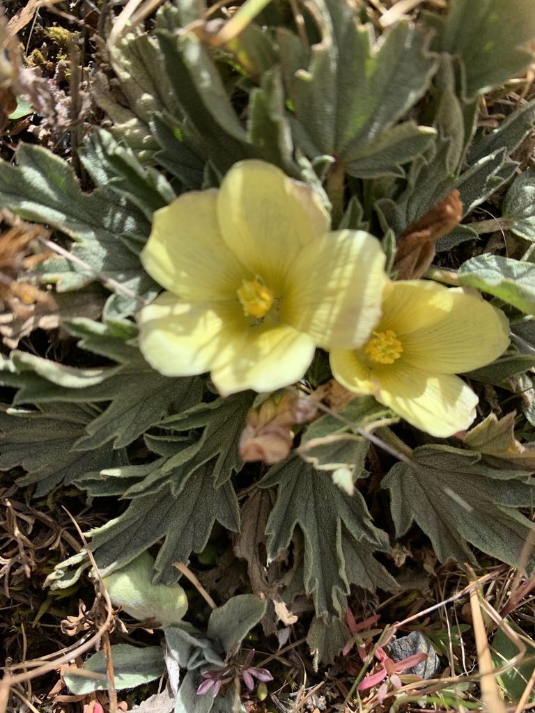 Acaulimalva weberbaueri
