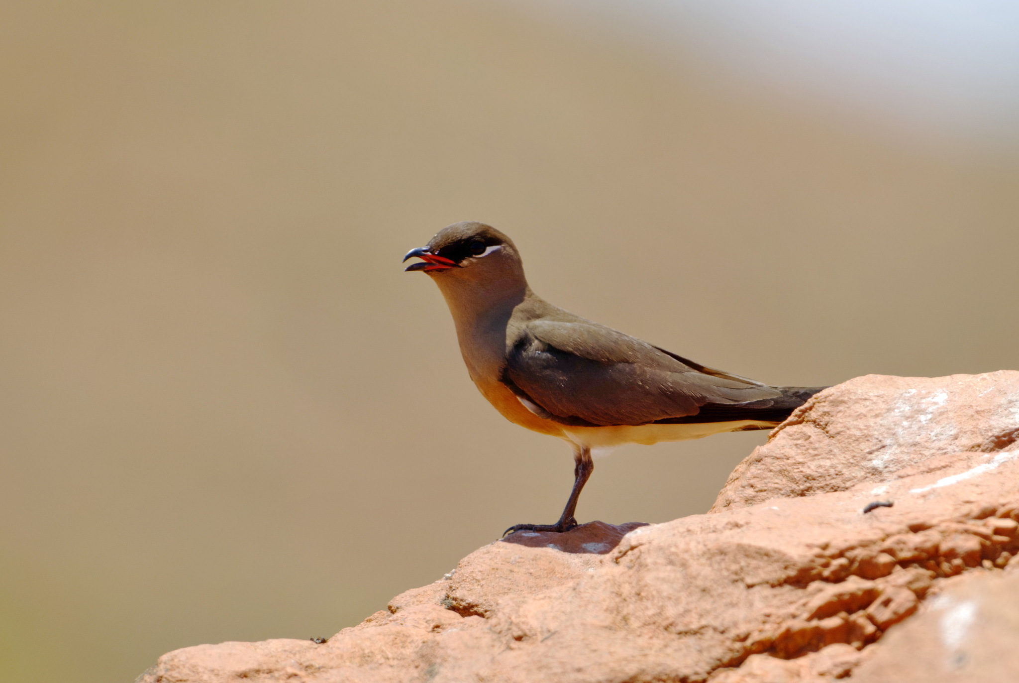 Madagascar Pratincole (Glareola ocularis), photo 5