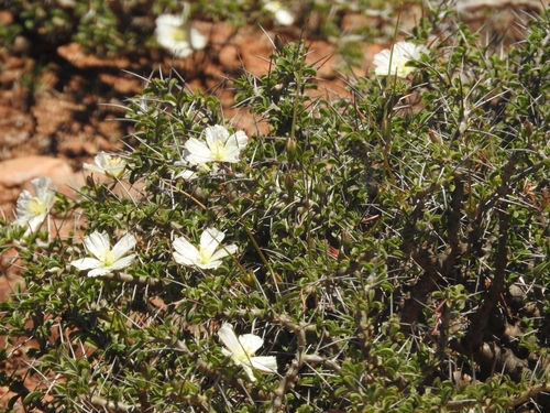 Camdeboo Bushcandle (Monsonia camdeboensis)