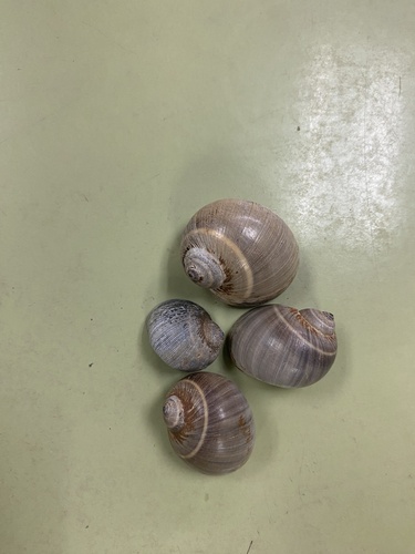 Natica unifasciata, 2024-11-22