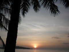 Cocoseae