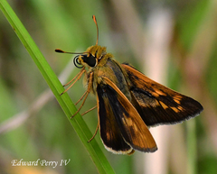 Hesperia meskei straton