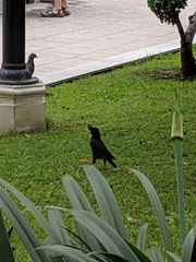 Acridotheres grandis