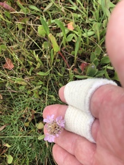 Armeria maritima maritima