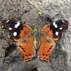 Hypanartia trimaculata