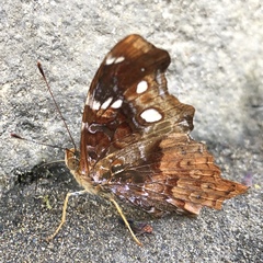 Hypanartia trimaculata