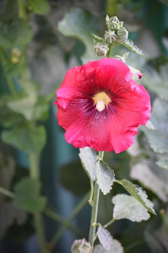 Hollyhock