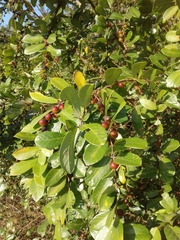 Bridelia cathartica