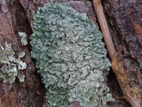 Punctelia missouriensis Wilhelm & Ladd