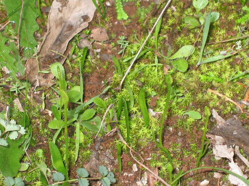 Least adder's-tongue (Ophioglossum lusitanicum)