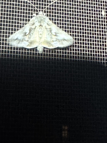 iNaturalist observation photo of Autographa