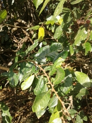 Bridelia cathartica
