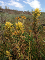 Castilleja chromosa