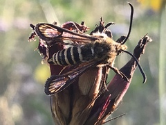 Bembecia ichneumoniformis