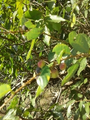 Bridelia cathartica
