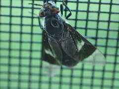 Chrysops carbonarius