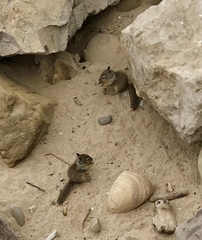 Otospermophilus beecheyi