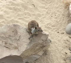 Otospermophilus beecheyi