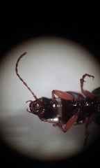 Synuchus impunctatus