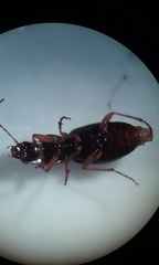 Synuchus impunctatus