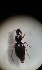 Synuchus impunctatus
