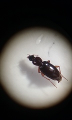 Synuchus impunctatus