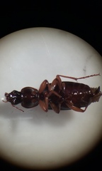 Synuchus impunctatus