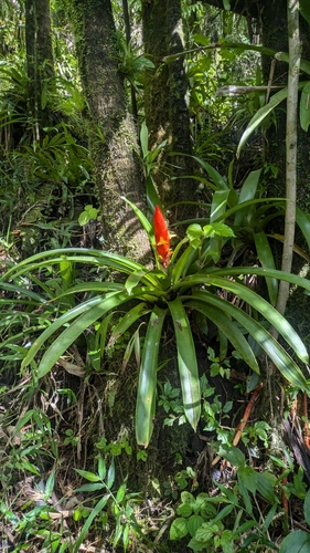 Image of Guzmania berteroniana by (c) Thibaud Aronson, some rights reserved (CC BY-SA)