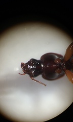 Synuchus impunctatus