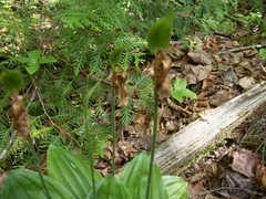 Cypripedium acaule image