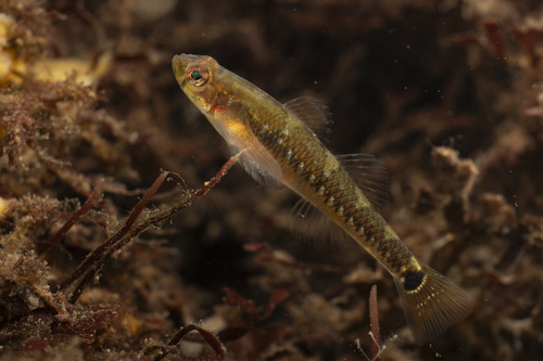 Tweevlekgrondel (Gobiusculus flavescens) — Gobiidae — 2