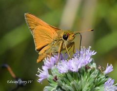 Hesperia meskei straton
