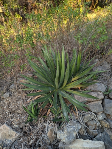 Image of Thorn-Crested Agave (Agave lophantha) by (c) Jake Rehage, some rights reserved (CC BY)