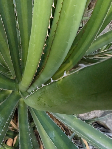 Image of Thorn-Crested Agave (Agave lophantha) by (c) Jake Rehage, some rights reserved (CC BY)