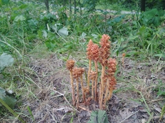 Orobanche flava