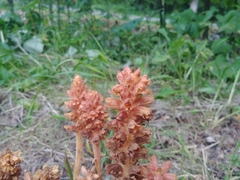 Orobanche flava