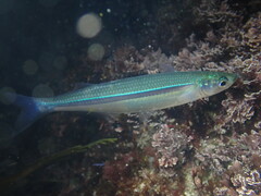 Topsmelt photo 2