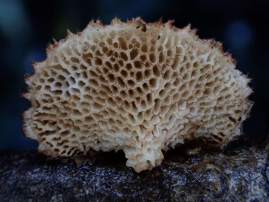 Echinochaete ruficeps