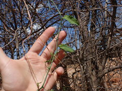 Trochomeriopsis diversifolia, photograph (c) Louis Aureglia, some rights reserved (CC BY)