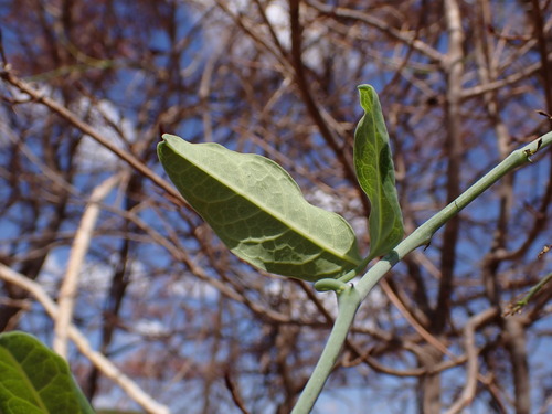 Trochomeriopsis diversifolia, photograph 3
