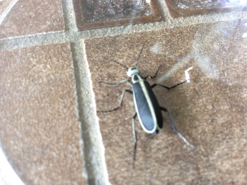 Margined Blister Beetle photo 6