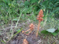 Orobanche flava