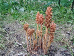 Orobanche flava
