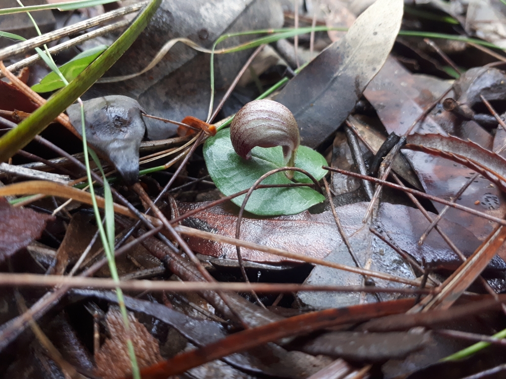 Corybas aconitiflorus