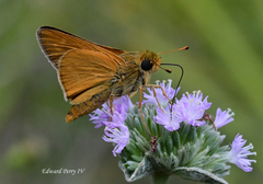 Hesperia meskei straton