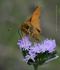 Hesperia meskei straton