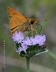 Hesperia meskei straton