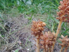 Orobanche flava