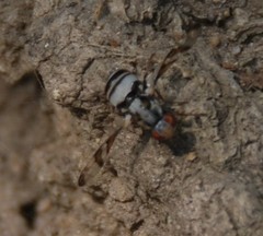 Myennis octopunctata